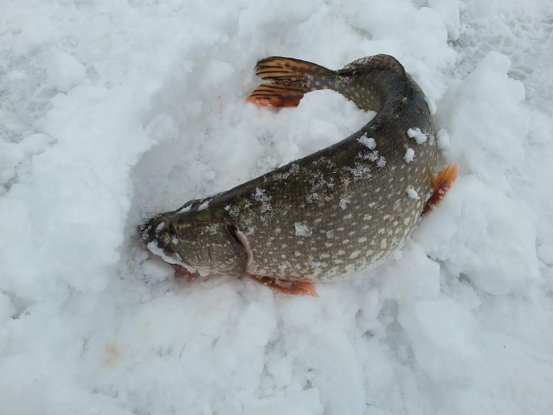 Щука на льду. Куча щуки на льду. Крупная щука на льду. Фото щуки на льду. Крупная щука первый лёд.