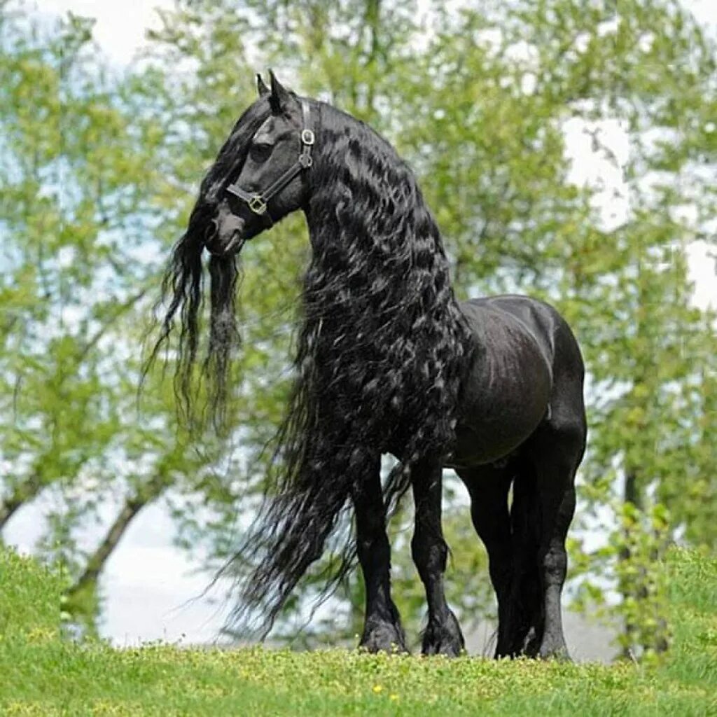 Конь с черной гривой. Фризская лошадь Буцефал. Пегая Фризская лошадь. Фредерик Великий Фризская лошадь. Фризская лошадь чубарой масти.