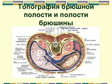 Топография полостей