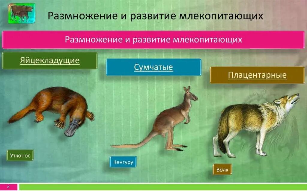 Конспект урока размножение и развитие млекопитающих. Яйцекладущие сумчатые и плацентарные. эволюция сумчатых млекопитающих. размножение млекопитающих. класс млекопитающие размножение.
