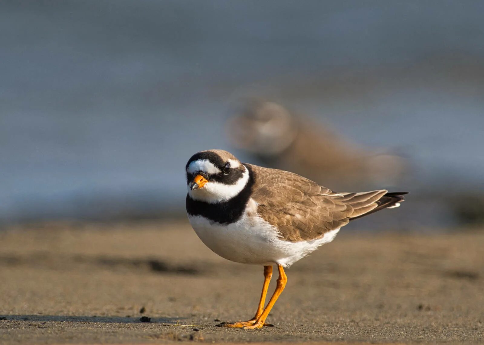 Куличка-галстучника. Зуек галстучник гнездо. Charadrius hiaticula. Галстучник. Зуек галстучник.