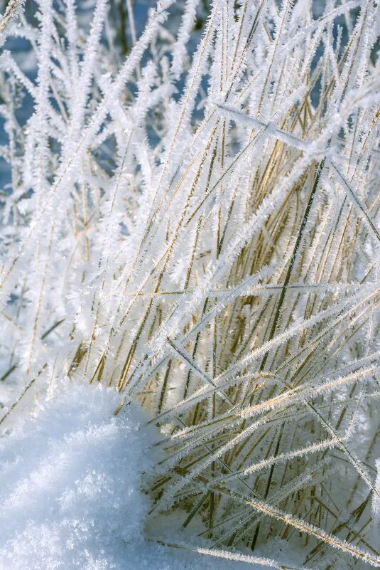Иней на деревьях фото. Иней пейзаж сибирь. Синий синий иней цвет. Синий иней (ул. Русский размер и профессор лебединский давай-давай альбом.