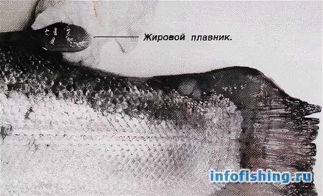 Отрастают ли плавники у рыб