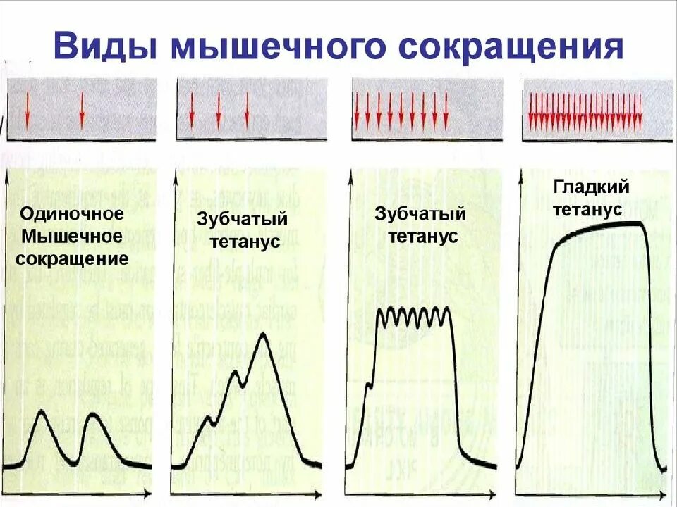 График работа мышц. Режимы сокращения мышц физиология. Типы мышечных сокращений. Типы сокращения мышц. Типы мышечных сокращений физиология.