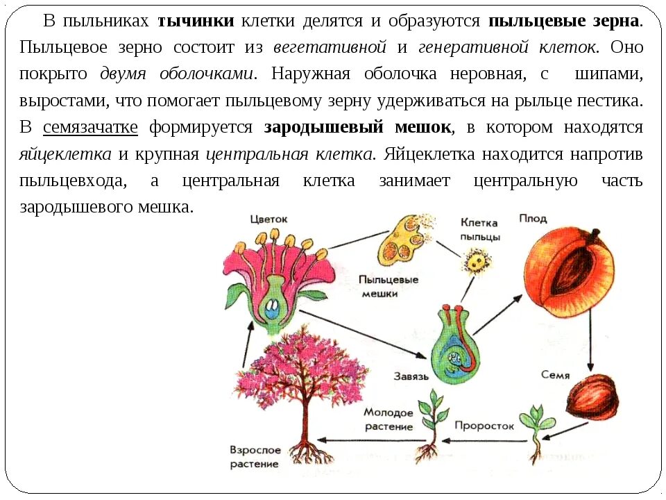 1 пыльца образуется в. Схема размножения цветковых растений 6 класс биология. Половое размножение покрытосеменных растений. Схема размножения цветковых растений 6 класс. Таблица размножение цветкового растения.