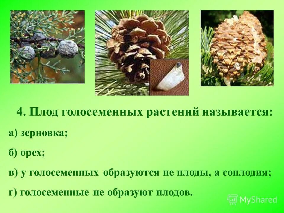 Голосеменные растения вариант 2 7 класс. Плоды голосеменных. Плоды голосеменных растений. Голосеменные образуют плоды. Голосеменные растения образуют плоды.