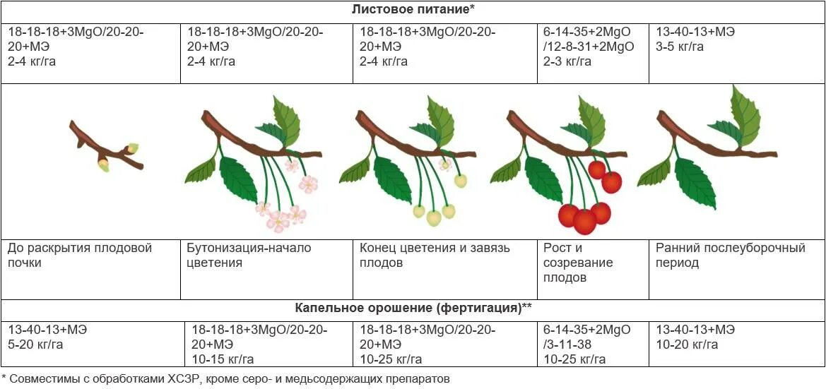 Яблони огэ. Схема обработка черешни весной. Фазы развития черешни. Схема подкормки черешни. Схема подкормки яблони весной.