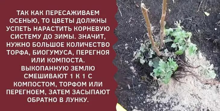 Как ухаживать за хризантемой осенью под зиму. Как укрыть хризантемы на зиму. укрытие дельфиниума на зиму. как обрезать хризантему на зиму и чем укрыть. как обрезать хризантемы на зиму.