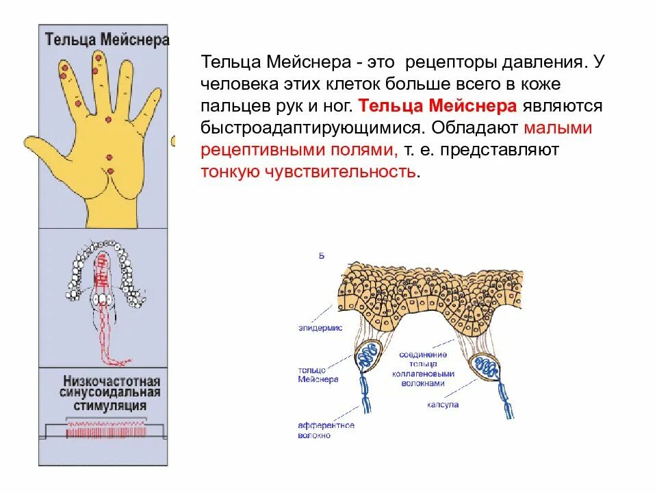 Тельца Мейснера функция. Тактильные рецепторы кожи Мейснера. Клетки Мейснера. Тактильная и температурная чувствительность.