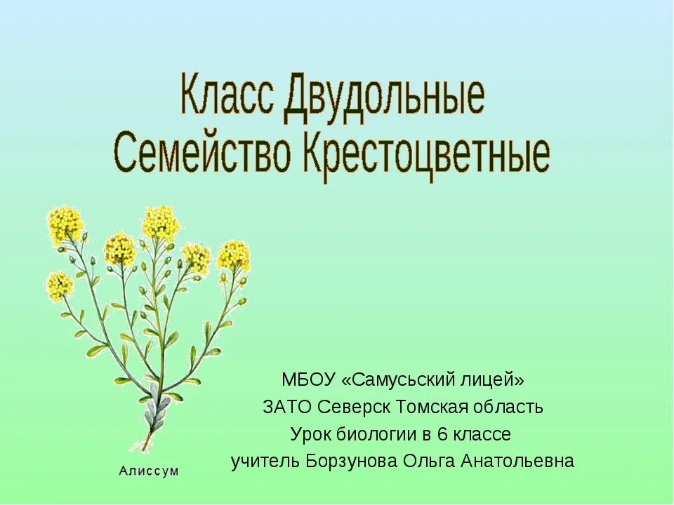 Семейство класса. Царство крестоцветных. царство крестоцветных растений. вегетативные органы семейства крестоцветные. двудольные растения семейство крестоцветные.