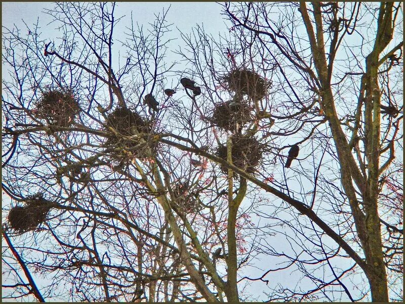 Гнездо на дереве. Гнездо на дереве. Много гнезд на деревьях в одном месте. Много мест много гнезд. Грачиные гнезда на деревьях.
