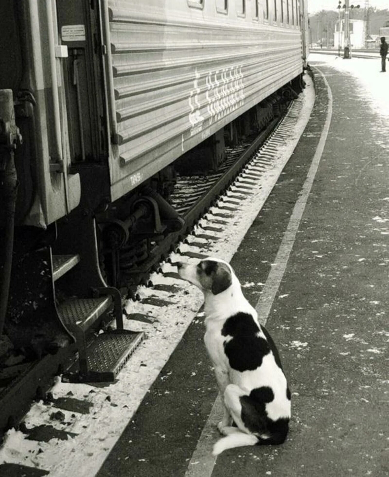 Кот железная дорога. Собака на перроне. Собака на железной дороге. Уходящий поезд. Собака на вокзале.