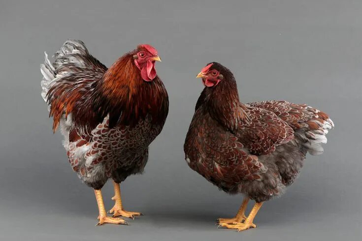 10 Best Chicken Breeds For Kids - Modern Homestead Mama Chicken breeds, Egg layi