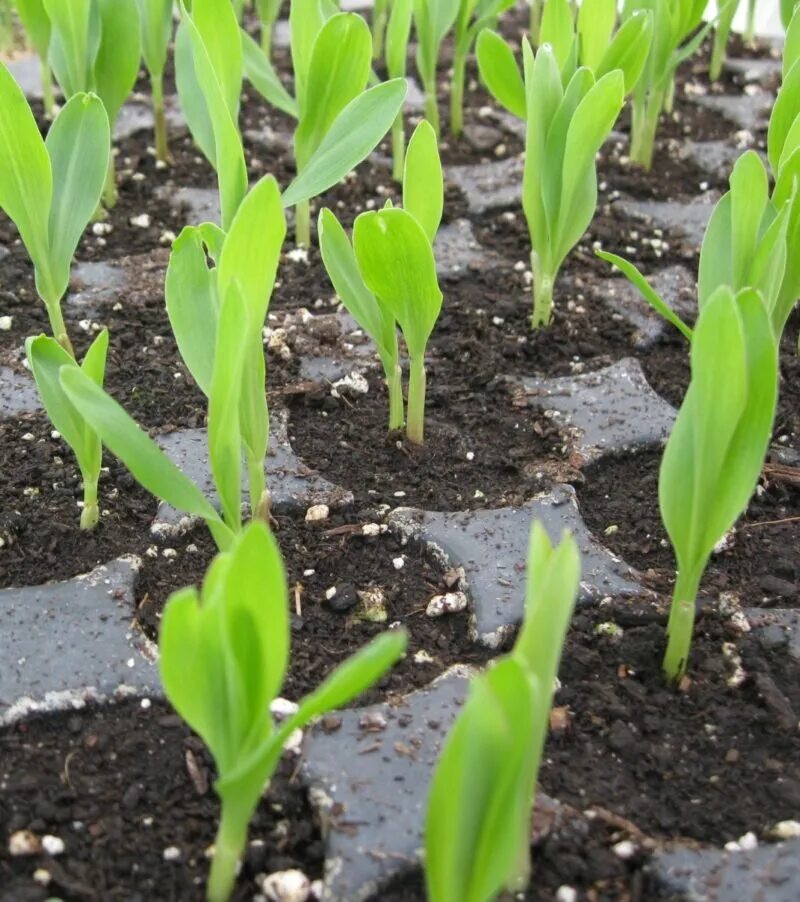 Можно ли посадить кукурузу. Всходы кукурузы. Рассада кукурузы. Кукуруза на рассаду в открытый грунт. Саженцы кукурузы.