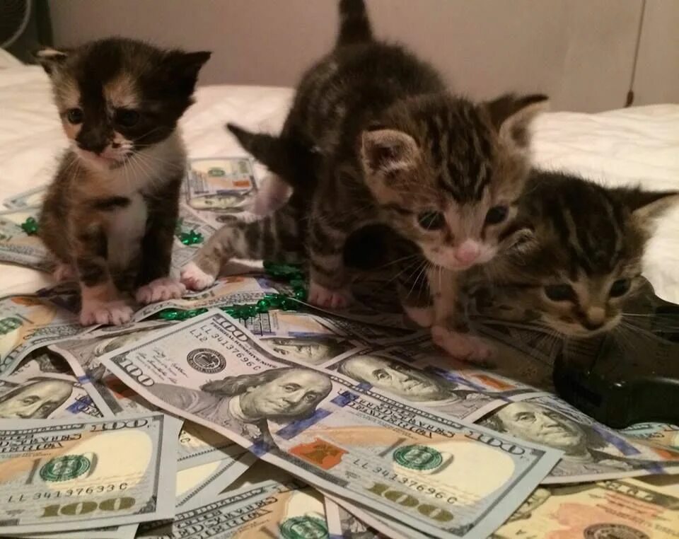 Игра money cat. Денежный котик. Котенок с деньгами. Крутые котики. Котенок с денежкой.