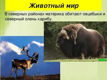 Какие животные обитают на материке а