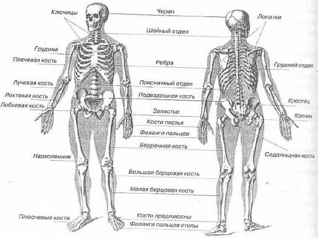 Перечислите кости человека