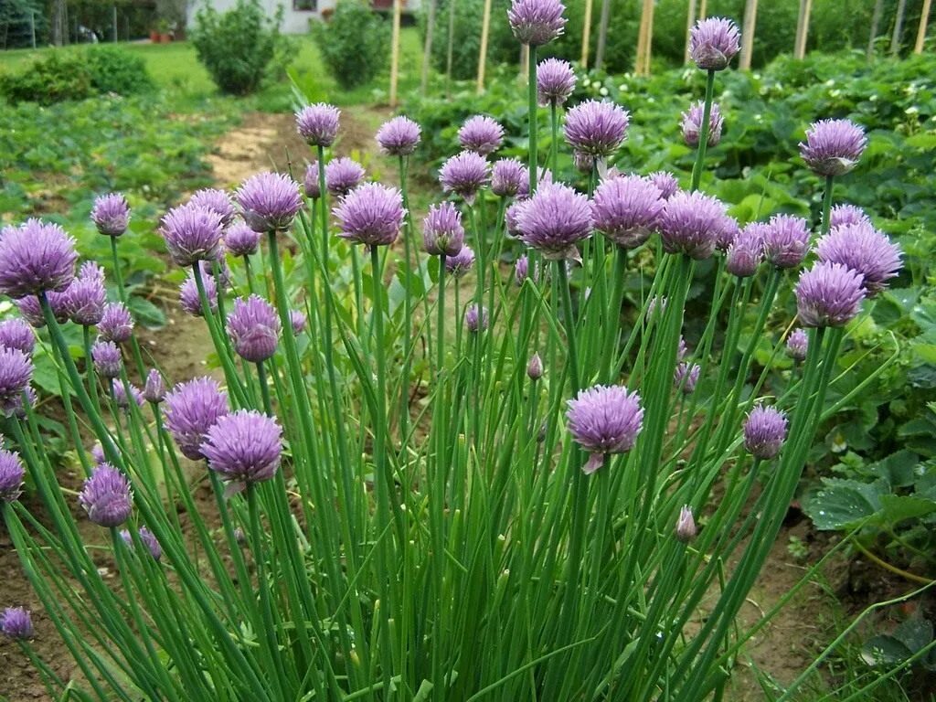 Лук шнитт (Allium schoenoprasum). Лук скорода шнитт. Allium schoenoprasum лук скорода. Лук шнитт (лук скорода). Декоративный чеснок фото