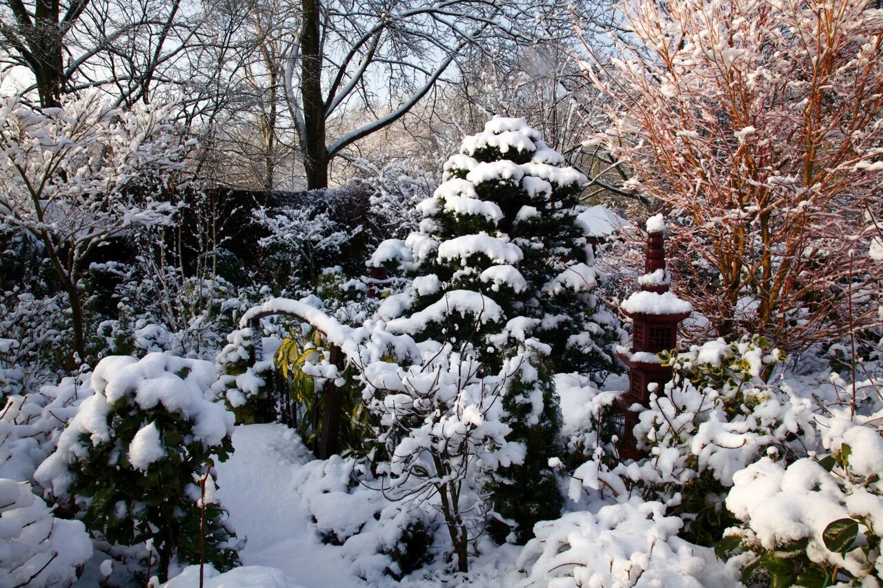 описание сада зимой. зимний сад. снежноягодник доренбоза magic berry. описание сада зимой. арка в зимнем саду.