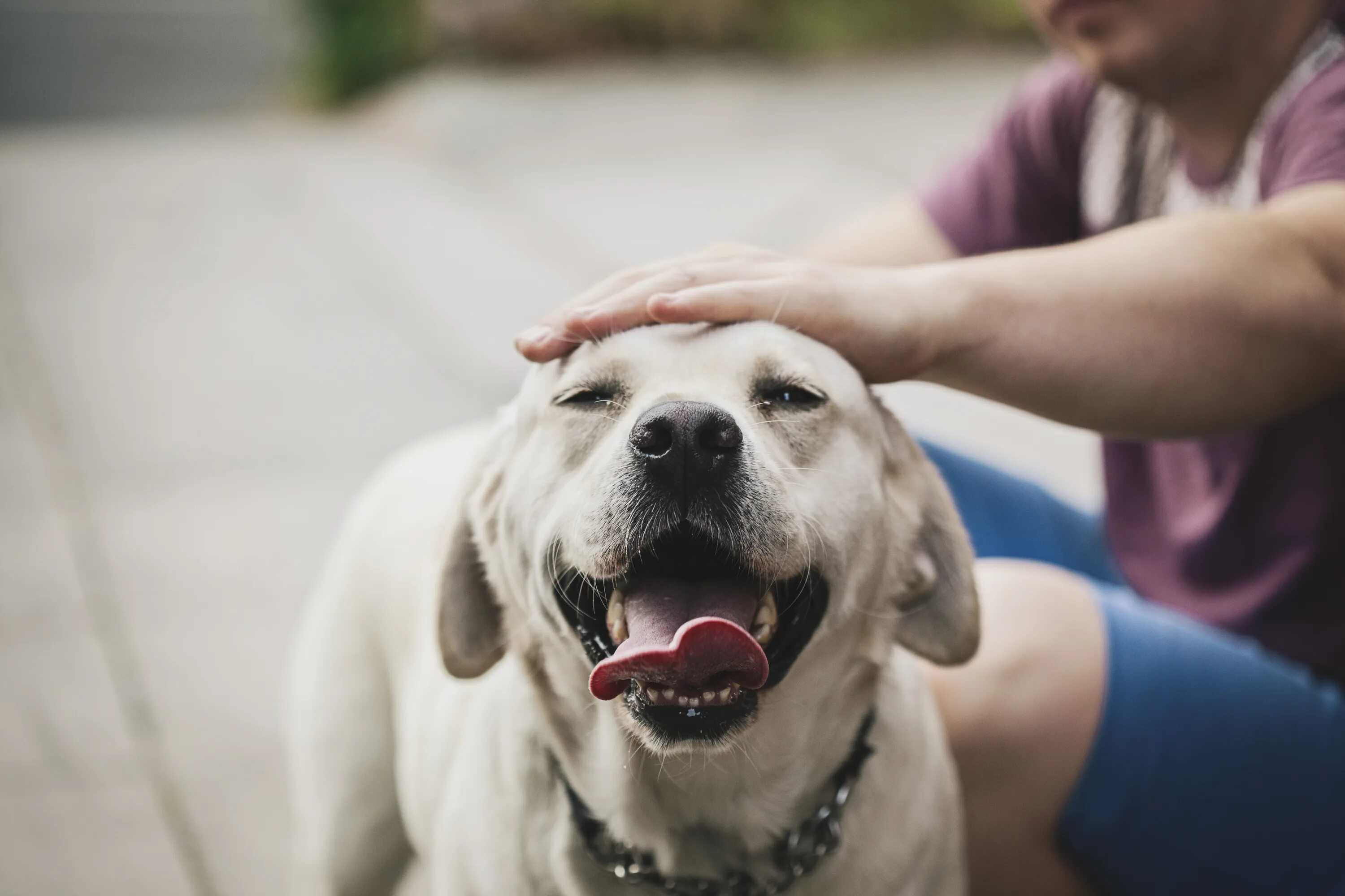 Dogs must keep on a lead. Лабрадор с человеком. Хозяин собаки. Домашние животные и человек. Счастливый пес.