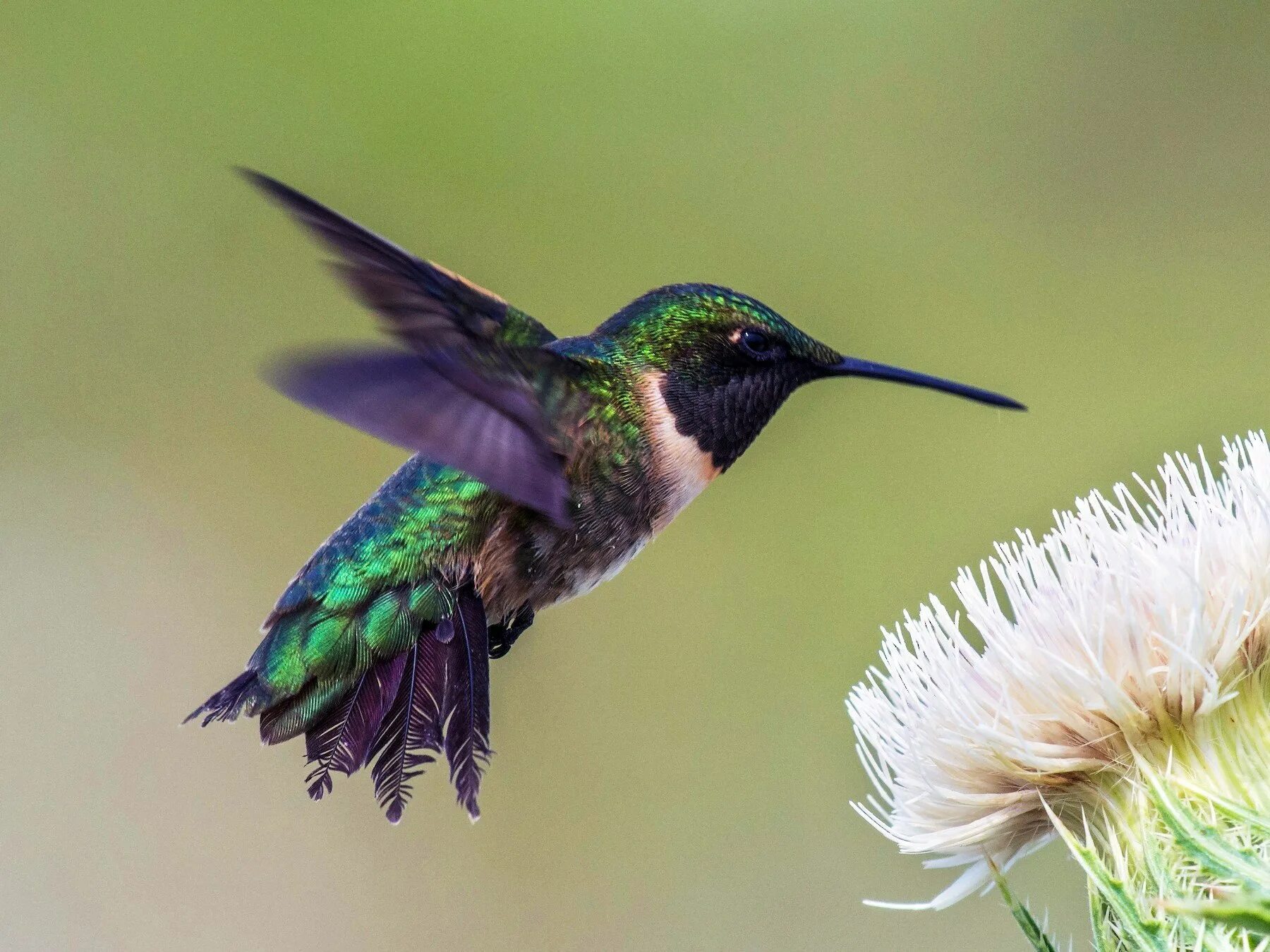 Колибри trochilidae. Рубиногорлая Колибри. Исполинский Колибри. Колибри Северной Америки.