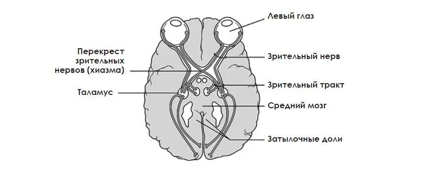 Зрительный нерв в головной мозг. Перекрест зрительного нерва. Зрительный нерв ,хиазма анатомия. Перекрест зрительного нерва анатомия. Хиазма Перекрест зрительных нервов.