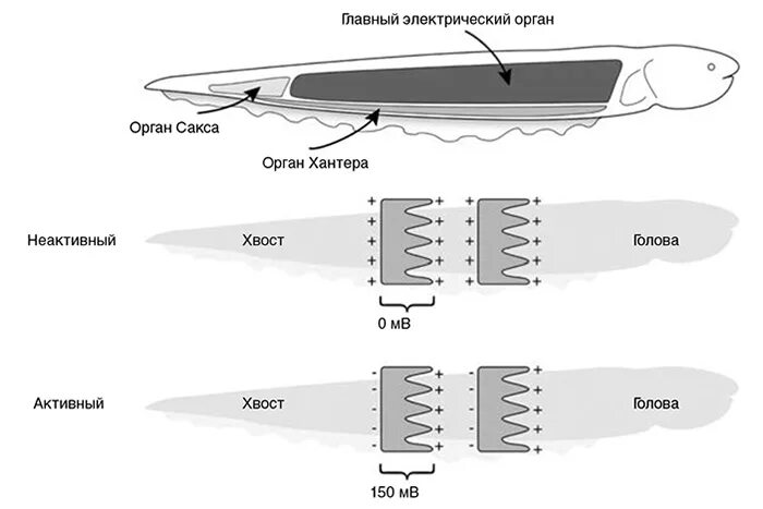 Электрический угорь строение электрических органов. Как угорь вырабатывает электричество. Строение электрического ската. Электрические органы электрического угря. Электрический угорь анатомия.