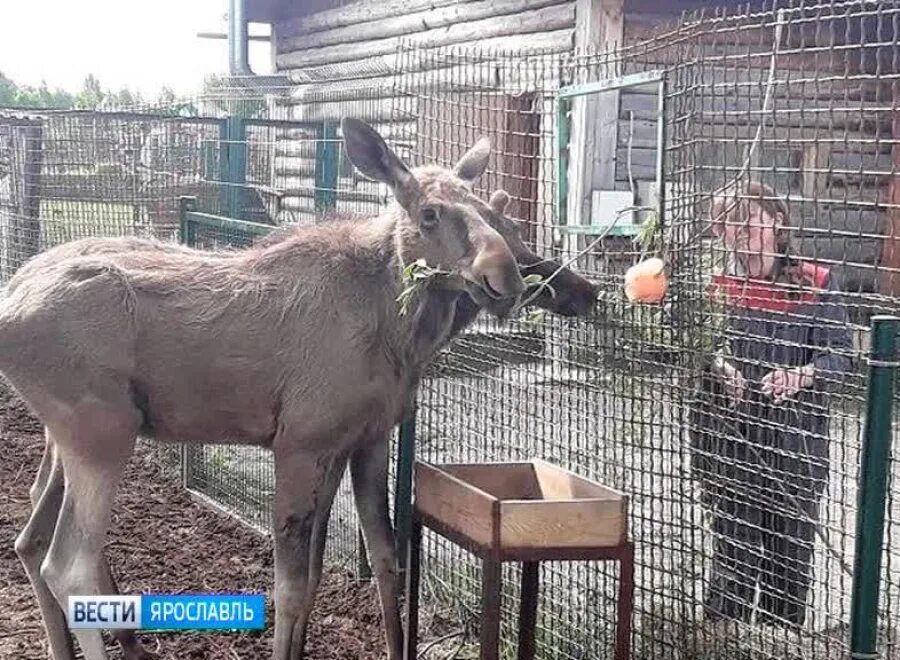 Зоопарк в Лосином острове. Зоопарк Лосиный остров Татищево. Лось в Московском зоопарке. Ярославский зоопарк лоси.