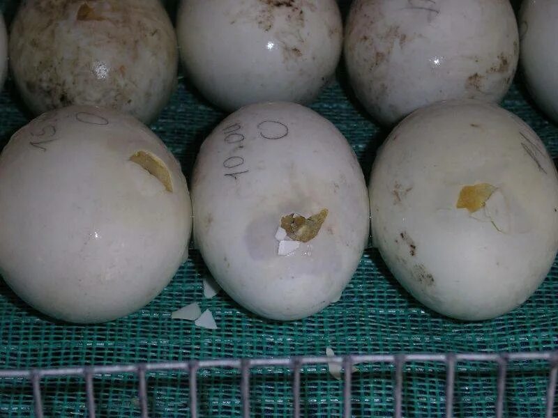 Инкубационное яйцо сколько дней. Инкубационное яйцо индоутки. Утиные яйца индоуток. Индоутка высиживает яйца. Инкубация утиных яиц дикой утки.