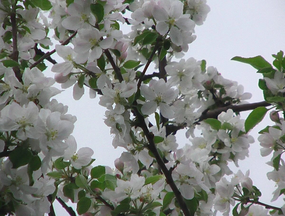 Включи яблонь. Malus Evereste яблоня. Яблоня гибридная Эверест. Яблоня декоративная Evereste. Яблоня декоративная Эверест.