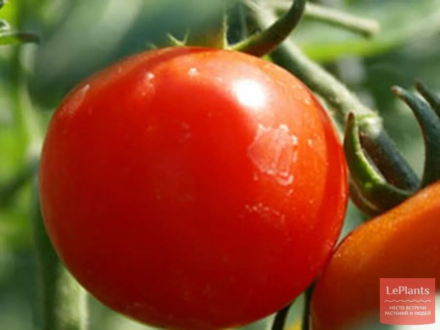 Томат кукла. Помидоры хан описание сорта. Томат безрассадный описание. Томат кукла даша. Сорт помидор хан.