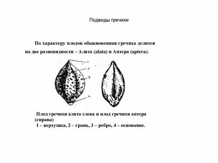 Гречка это орех