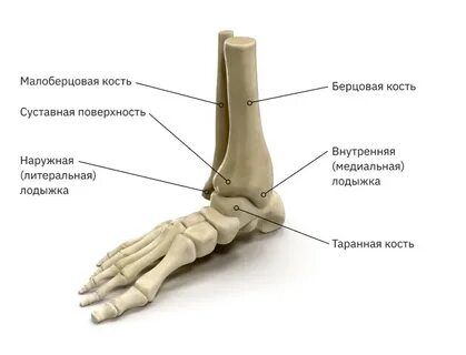 Где находится голеностоп ноги