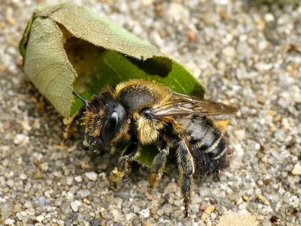 Люцерновая пчела-листорез. Пчела листорез. Пчела мегахила шмелевидная. Пчела листорез. Люцерновая пчела-листорез.