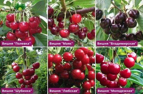 Вишня какую выбрать