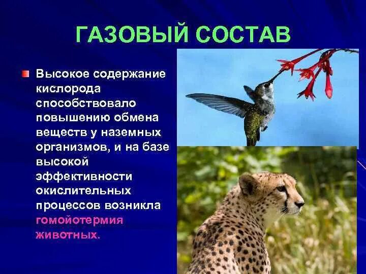 Сообщение о живых организмах наземно воздушной среды. Газовый состав наземно воздушной среды. газовый состав среды.