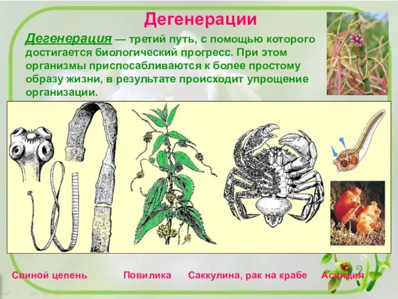 Редукция дегенерация. Общая дегенерация примеры. Примеры дегенерации у животных. Общая дегенерация у растений. Общая дегенерация это в биологии.