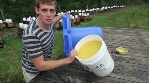 Как подкормить пчел осенью