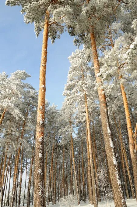 Текст красив русский лес зимой спят высокие сосны. Утром у высокой сосны весело. Сосен шум. Утром у высокой сосны весело. Прочитай словосочетания составьте из них предложение.