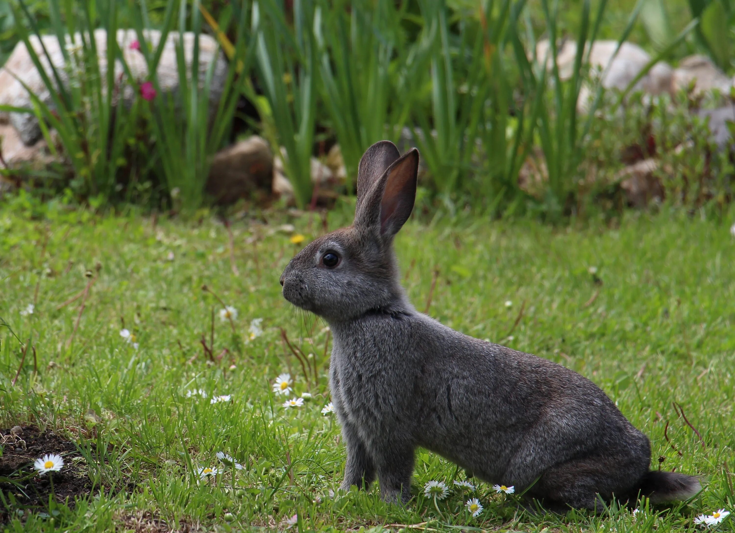 Hare&#039;s