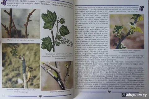 Побег смородины