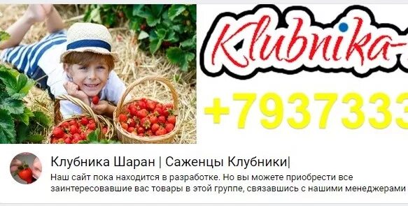 Клубника павловчанка. Питомник клубники. Чишминский питомник саженцы. Комрат победитель сорт клубники. Клубника на базаре.