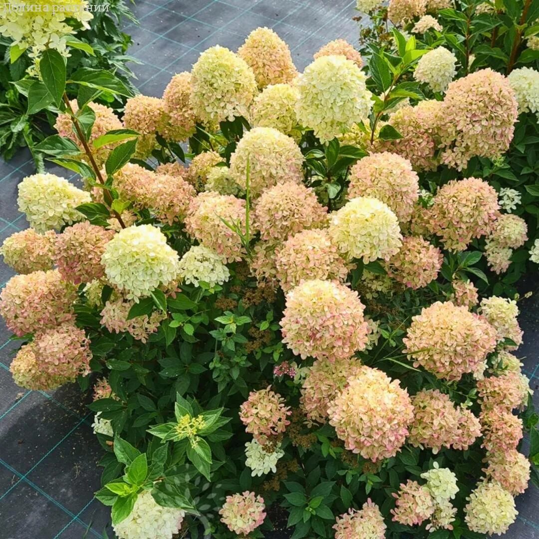 Rispenhortensie 'Phantom' - Hydrangea paniculata 'Phantom' - Baumschule Horstman