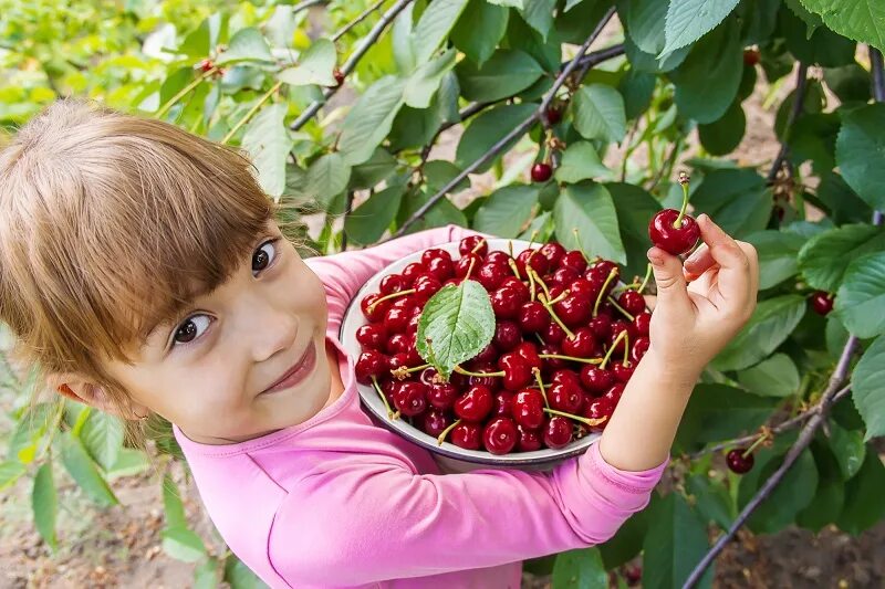 задача на вершки. сколько собрал урожай. сколько собрал урожай. сколько собрал урожай. бригада состоящая из мужика и медведя собрала урожай в 3 тонны.
