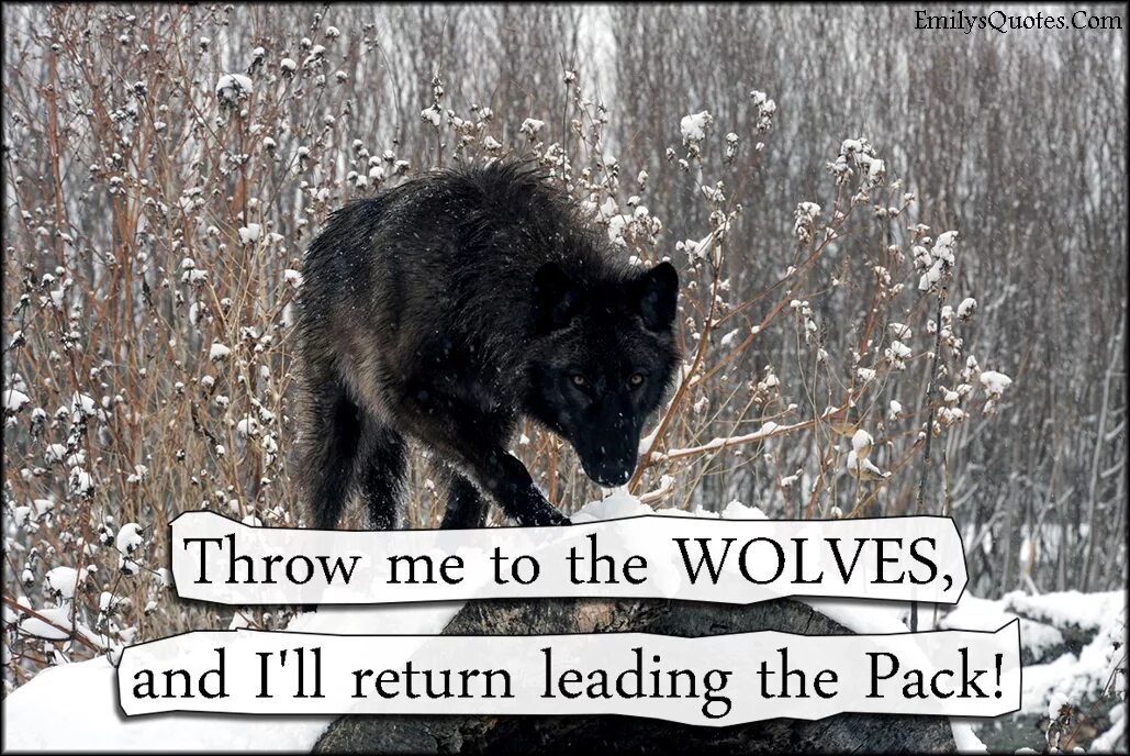 Return throw. Throw me to the wolves and i&#039;ll return leading the pack. throw me to the wolves. throw me to the wolves and i&#039;ll come father. throw me.