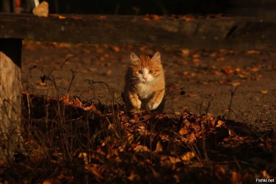 Кот гуляет ночью. Рыжий кот в лесу. рыжий кот ночью. рыжий котенок на улице в ночь. котята осень.