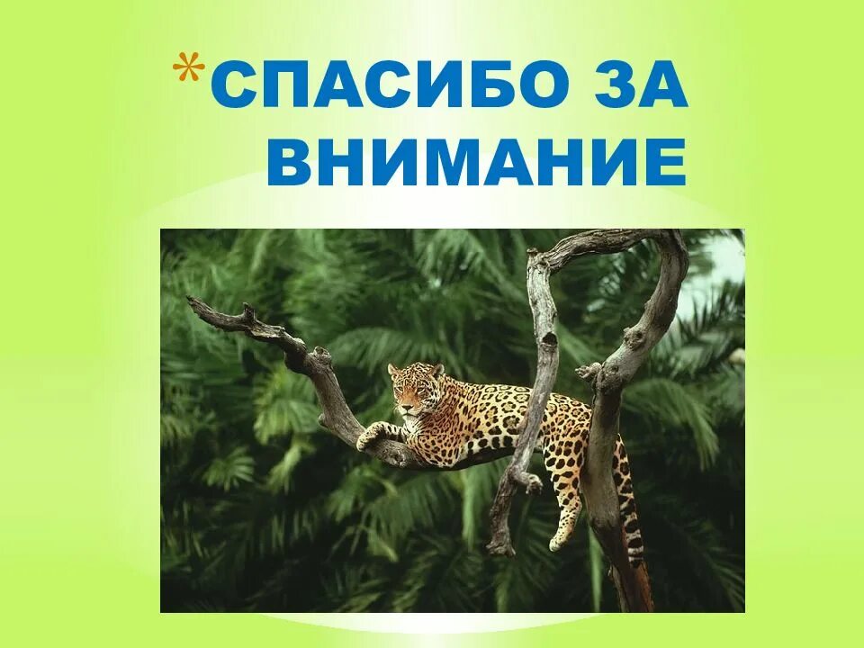 Тропические животные 1 класс. Животные тропического леса. Спасибо за внимание тропический лес. Животные и растения в тропиках. Спасибо за внимание тропики.