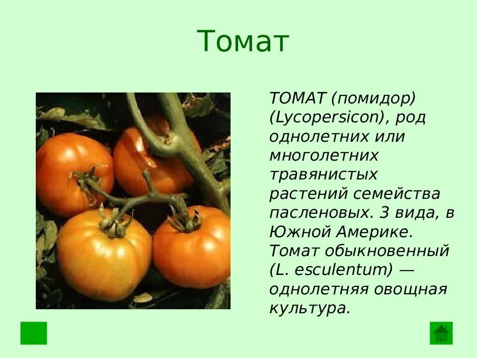 Томат или помидор однолетнее или многолетнее травянистое. Томат семейство Пасленовые. Культурное растение томат. Рассказ о любой овощной культуре. Культурные растения травянистые овощи.