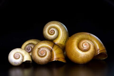 Snail