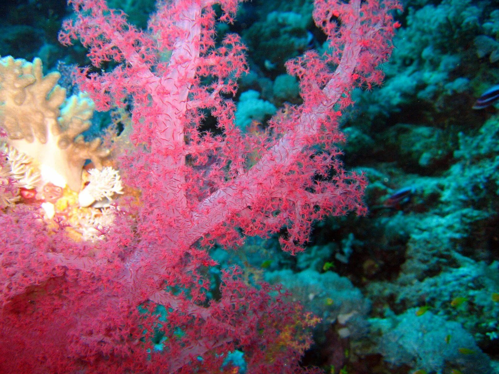 Red coral. Коралл циатофиллум. Водоросли кораллового рифа. Кораллина водоросль. Риф коралловый 54546.